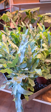 Load image into Gallery viewer, Phlebodium aureum