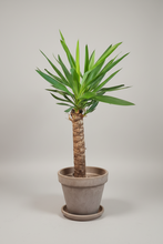 Load image into Gallery viewer, Yucca elephant