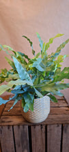 Load image into Gallery viewer, Phlebodium aureum