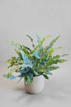 Load image into Gallery viewer, Phlebodium aureum