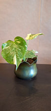 Last inn bildet i Galleri-visningsprogrammet, Monstera deliciosa Thai constellation