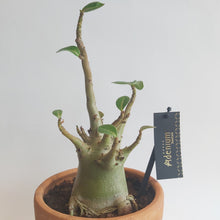 Last inn bildet i Galleri-visningsprogrammet, Adenium Baobab
