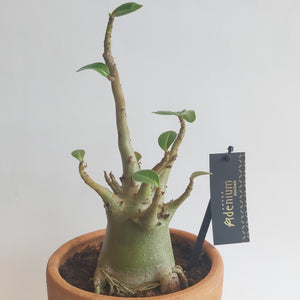 Adenium Baobab