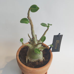 Adenium Baobab