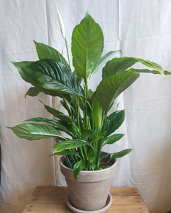 Spathiphyllum Vivaldi