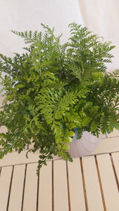 Asplenium Parvati