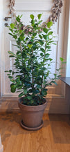 Last inn bildet i Galleri-visningsprogrammet, Ficus microcarpa Moclame
