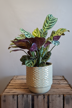 Load image into Gallery viewer, Cthenanthe burle-marxii
