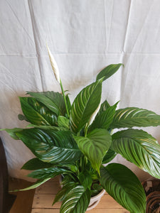 Spathiphyllum Vivaldi