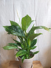 Last inn bildet i Galleri-visningsprogrammet, Spathiphyllum Vivaldi
