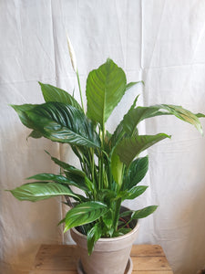 Spathiphyllum Vivaldi