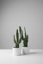 Load image into Gallery viewer, Opunita kaktus
