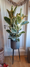 Last inn bildet i Galleri-visningsprogrammet, Ficus elastica Tineke
