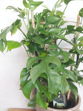 Last inn bildet i Galleri-visningsprogrammet, Philodendron Minima
