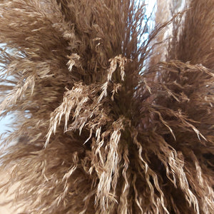 Cortaderia pampasgress